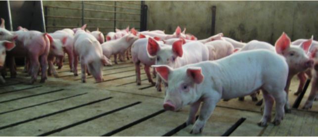 Swine Health Litter Letter August 2021